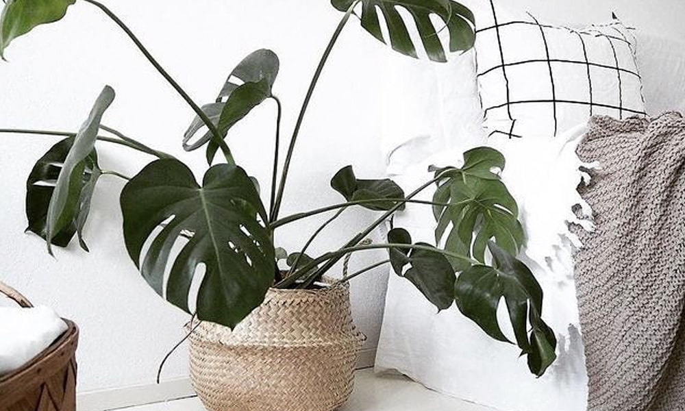 Monstera Deliciosa
