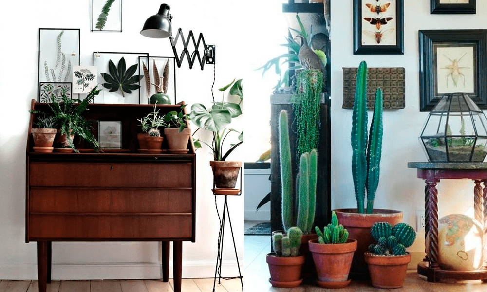 Decorar rincones con plantas