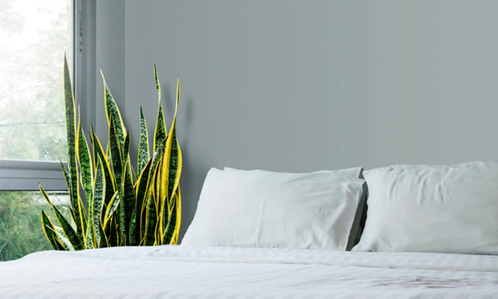 cuidado de las plantas