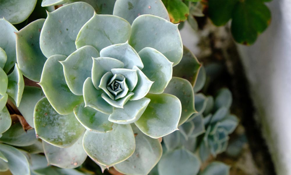 cuidado de las plantas