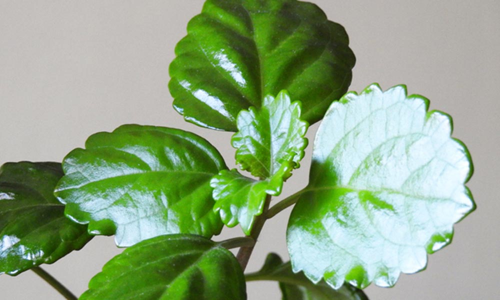 cuidado de las plantas