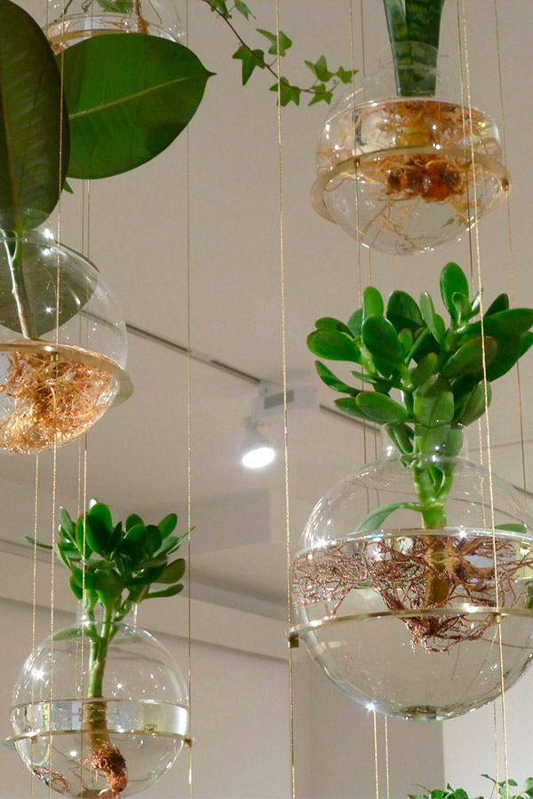 plantas colgantes