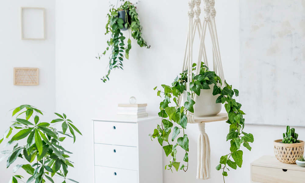 Efecto decorativo: estantes flotantes plantas colgantes