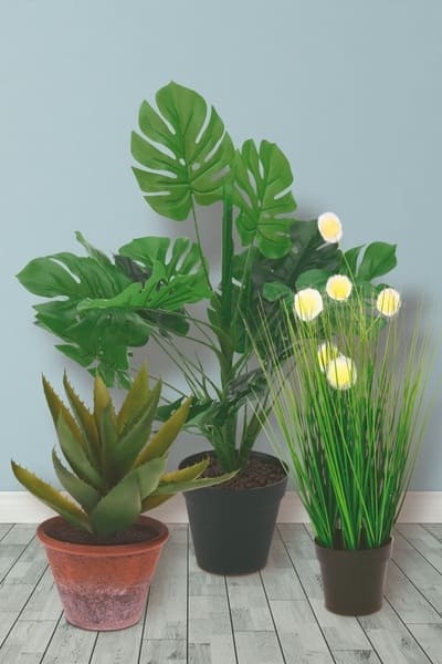plantas para ventanas