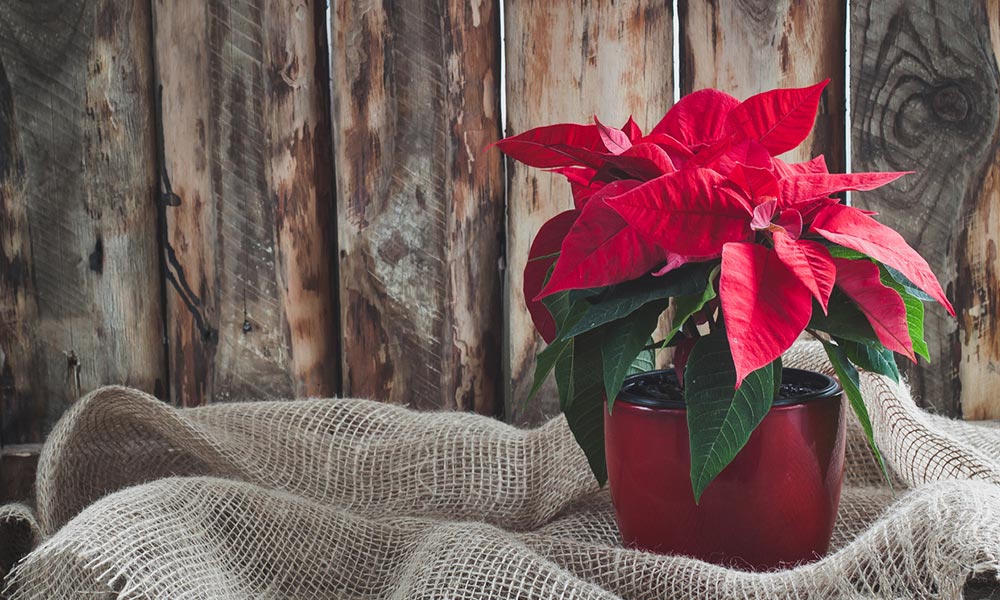 ¿Quieres saber cuáles son los cuidados de la planta de Navidad? ¡Sigue leyendo! cuidados planta navidad